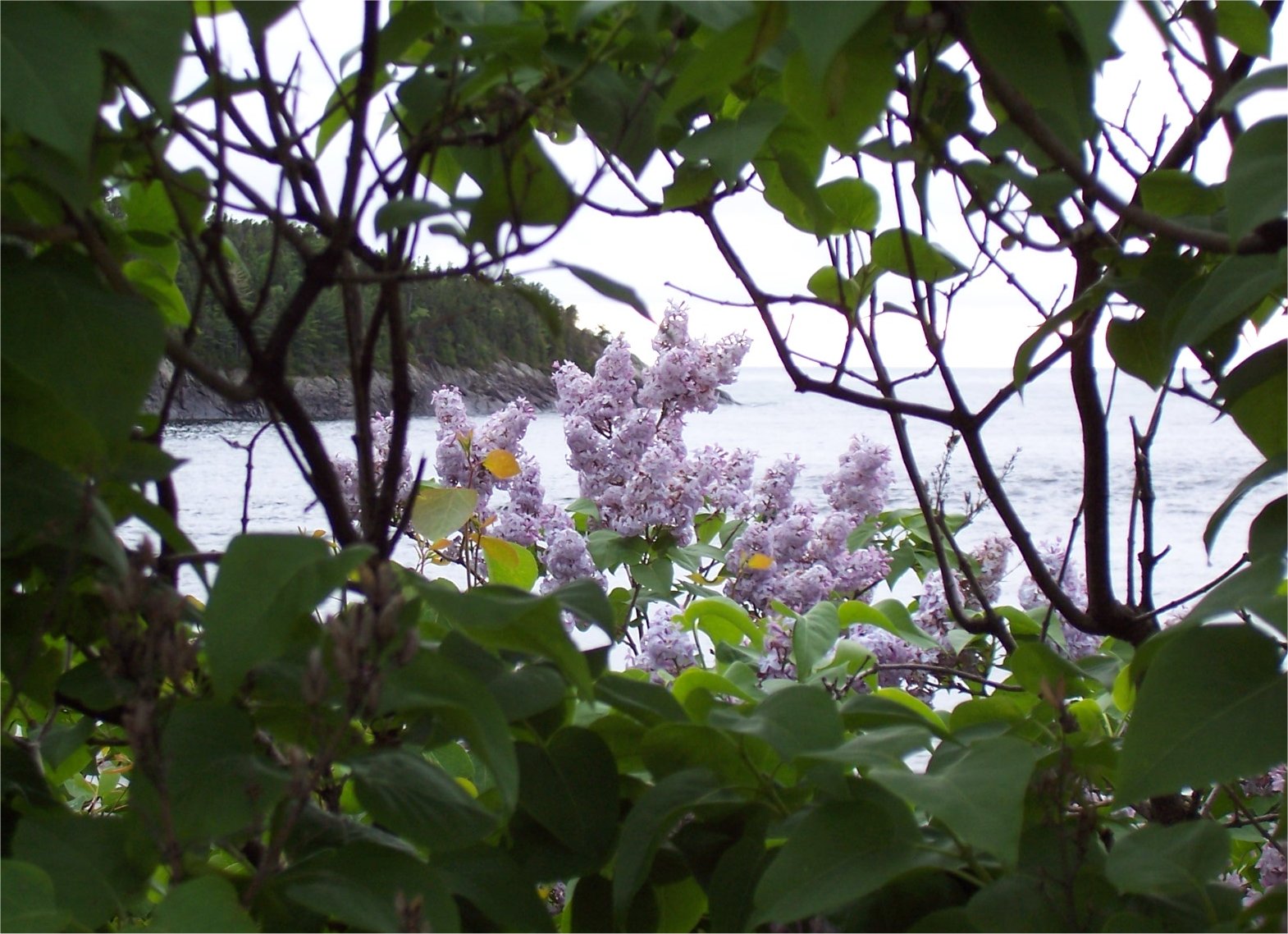 [TwilightLilacs.jpg]