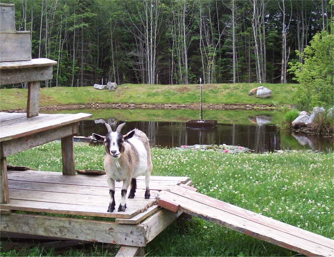 [SaturdayOneSkyGoat.jpg]
