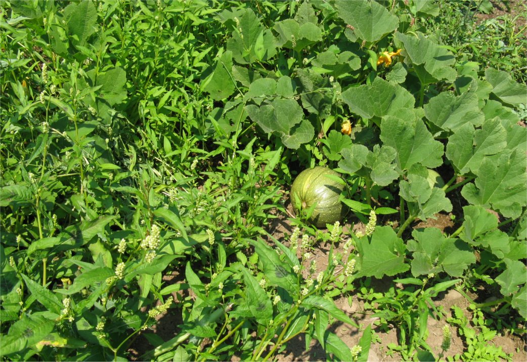 [HaliburtonSquash1.jpg]