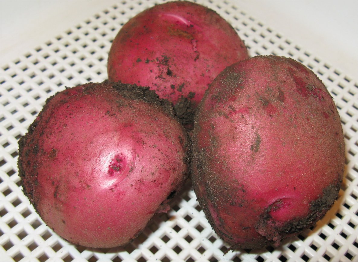 [Potatoes.jpg]