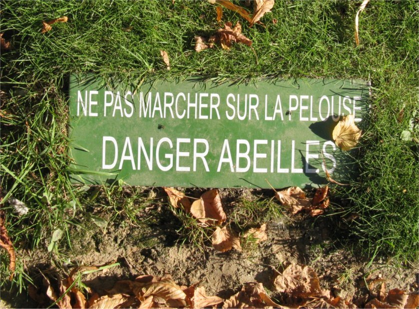 [SunLuxembourgBees.jpg]