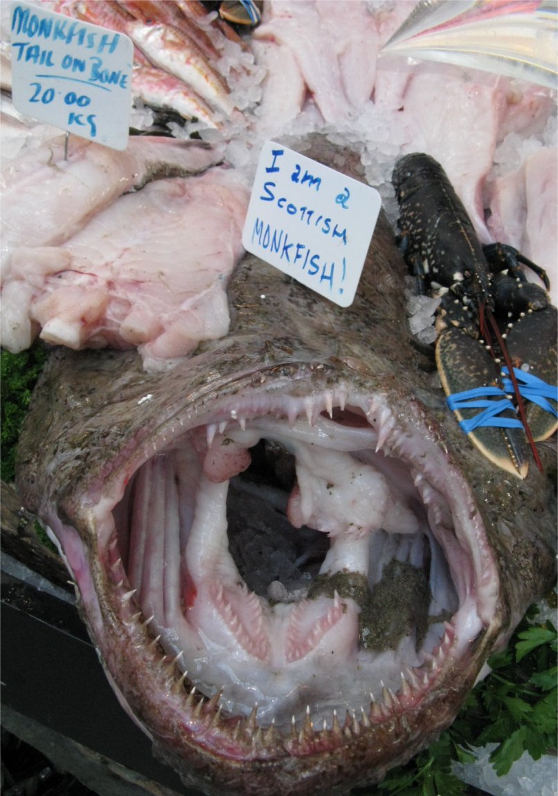 [FishMonkfish.jpg]