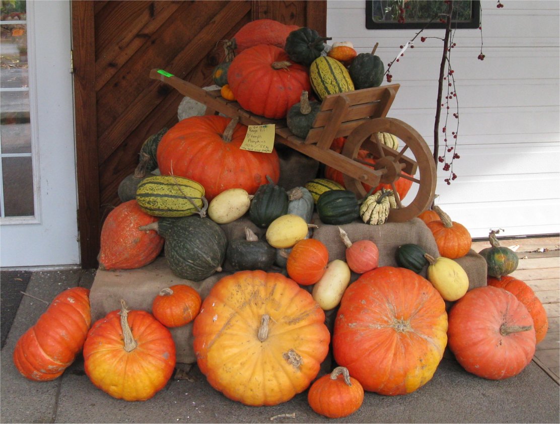 [PumpkinsFarmerDan.jpg]