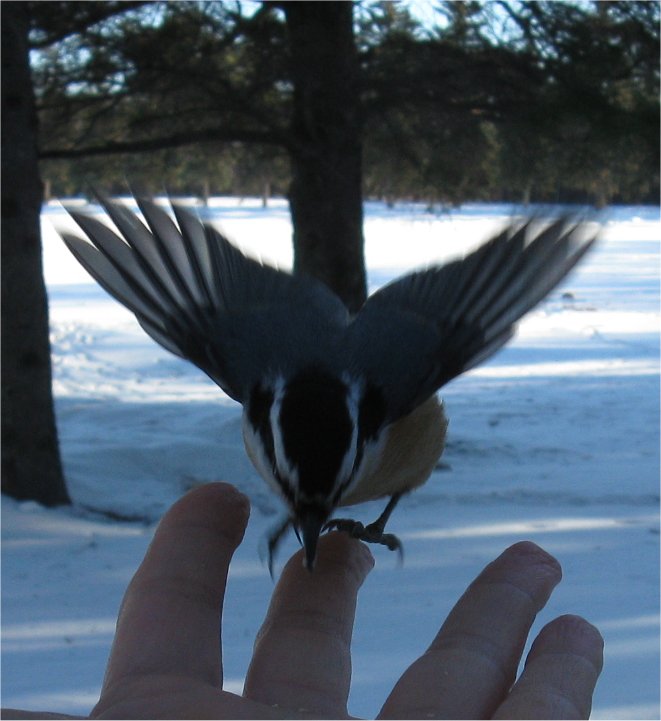 [Nuthatch2.jpg]