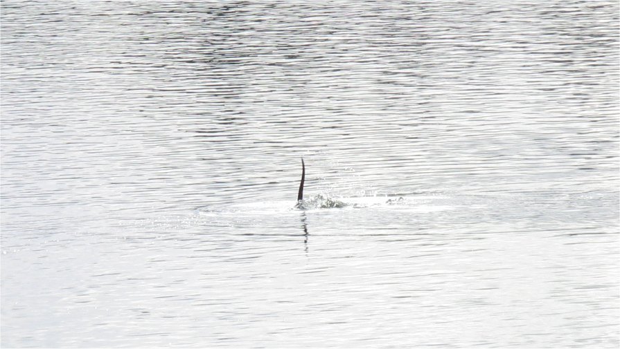 [2009GorgeOtterActionMar9.jpg]