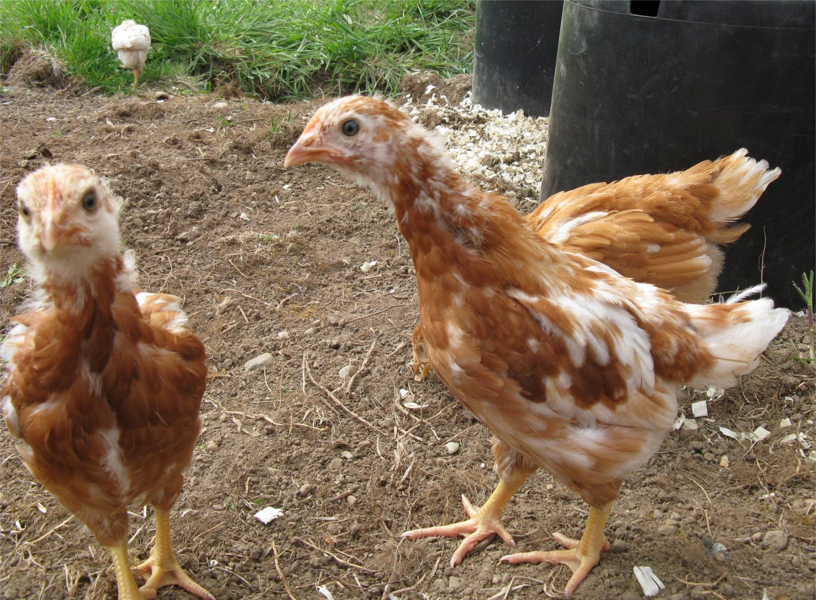 [SpringChicken3.jpg]