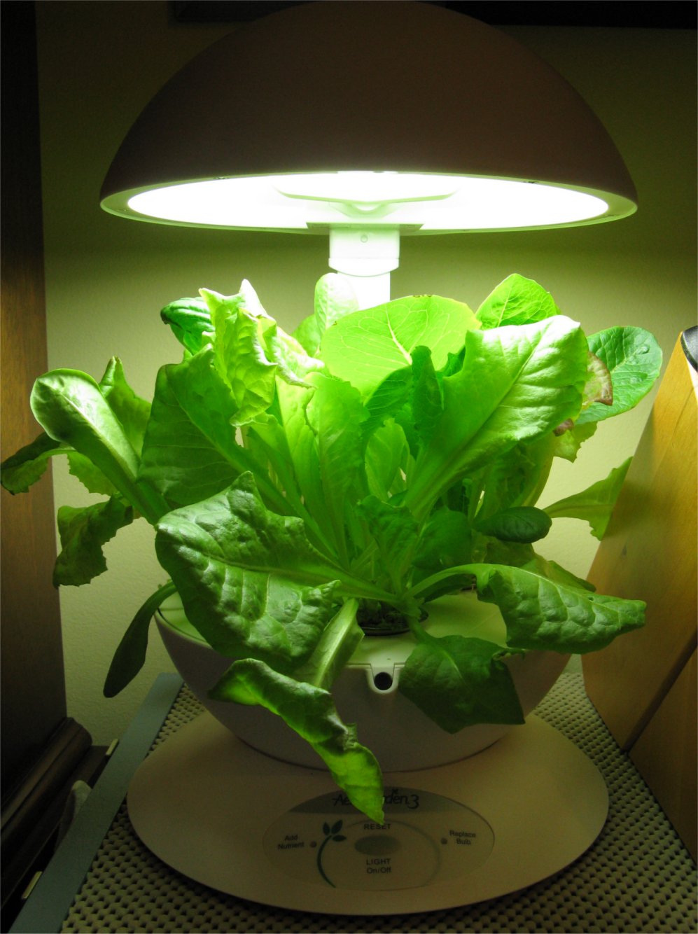 [200905CalgaryLettuce.jpg]