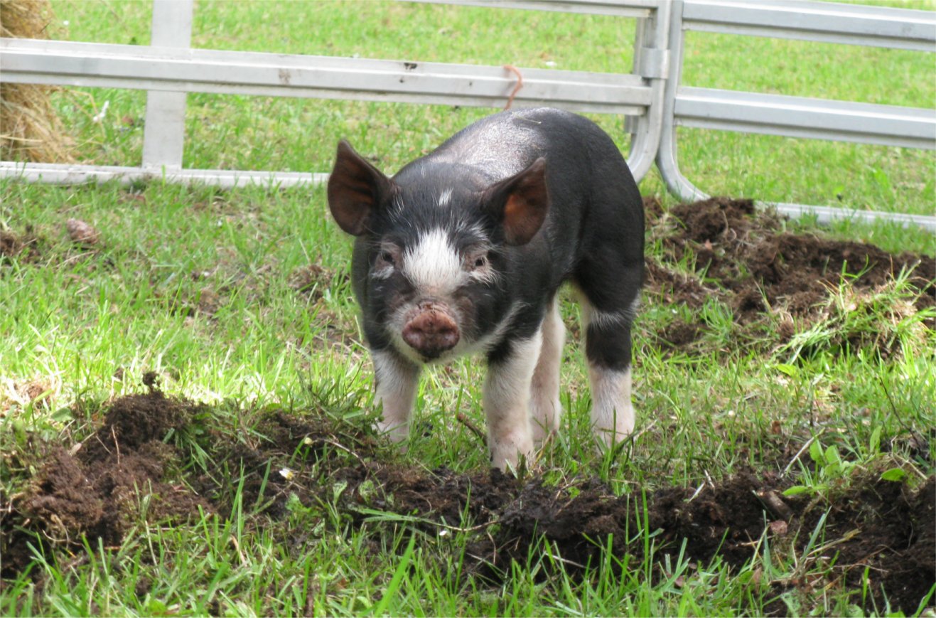 [Pigs2.jpg]