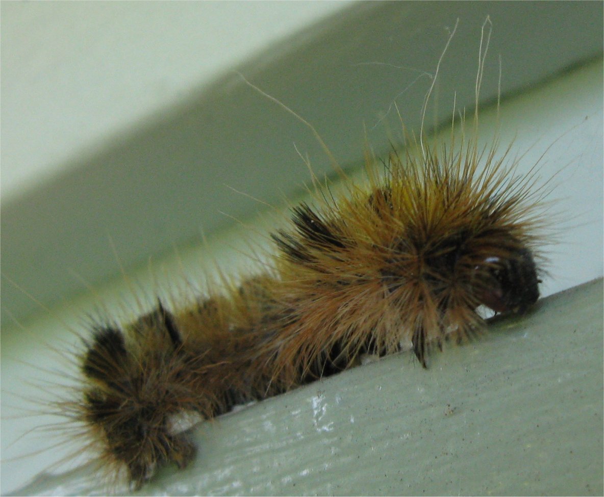 [Caterpillar.jpg]