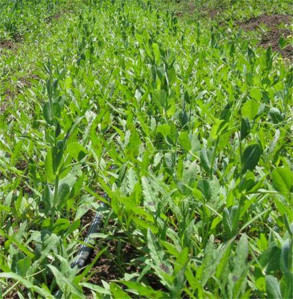 [2009HaliburtonSmartWeedPeas.jpg]