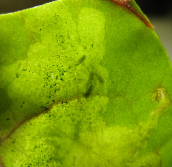 [LeafMinerSurfaceLarvae.jpg]