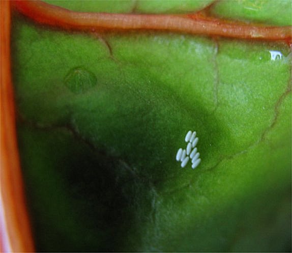 [LeafMinerEggs1.jpg]