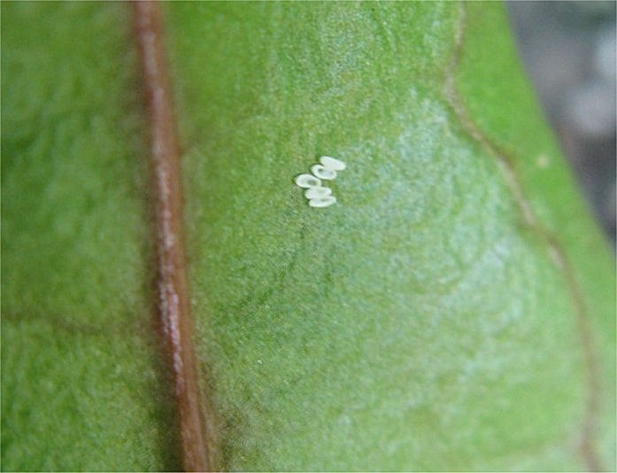 [LeafMinerEggs2.jpg]