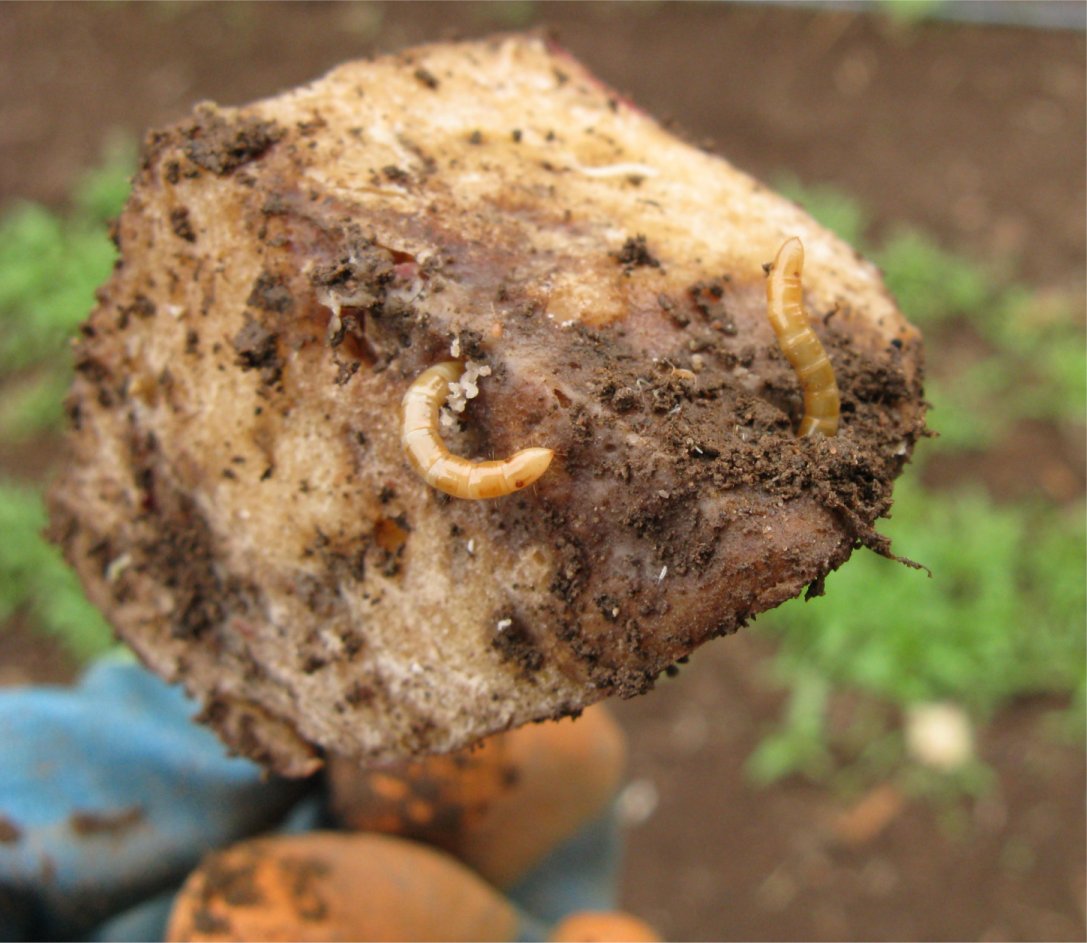 [Wireworm1.jpg]