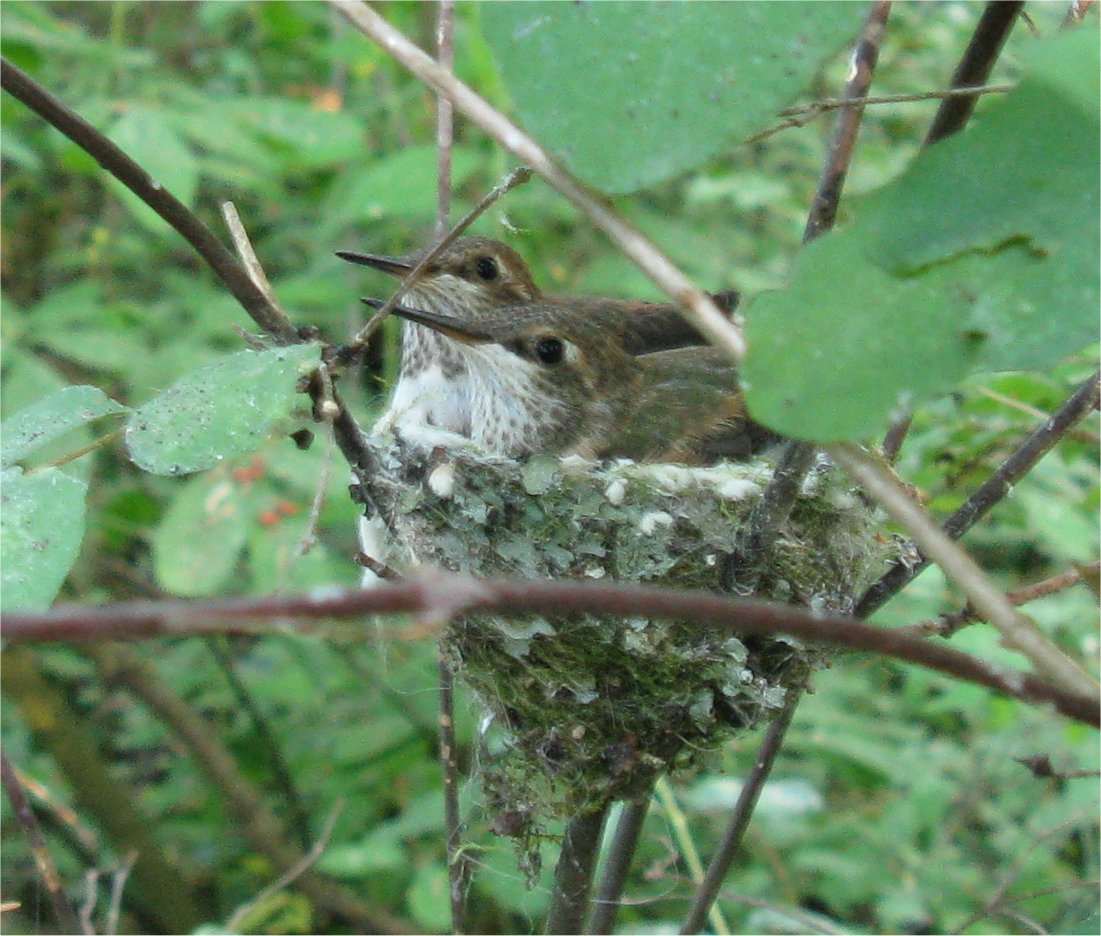 [20090630Hummingbirds2.jpg]