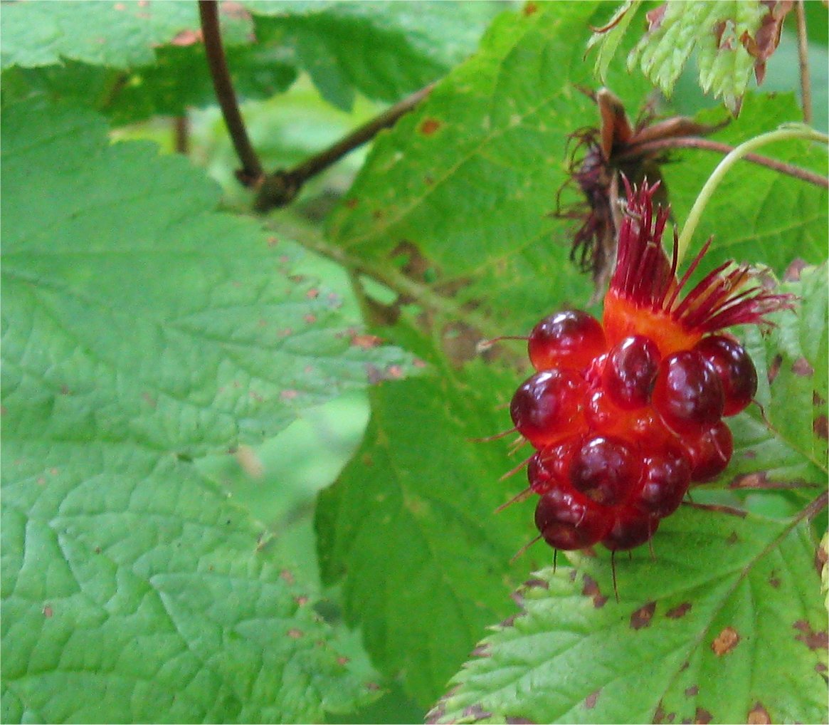 [SalmonBerry.jpg]