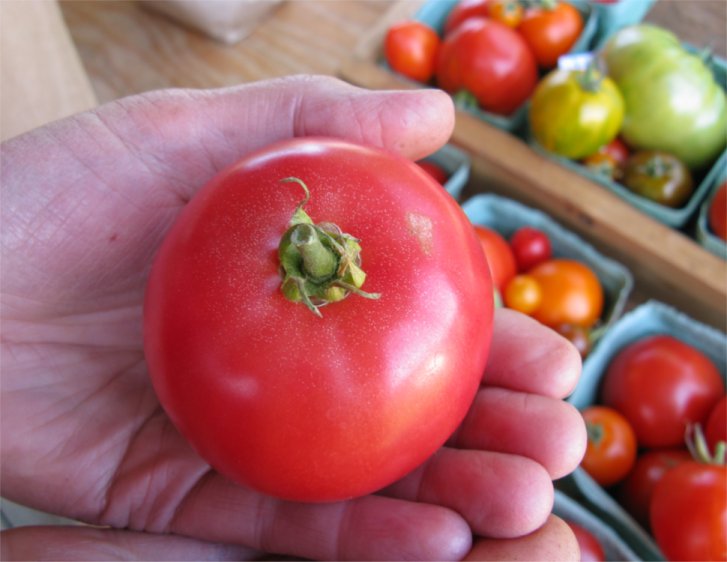 [2009HaliburtonFarmstandTomatoes2.jpg]