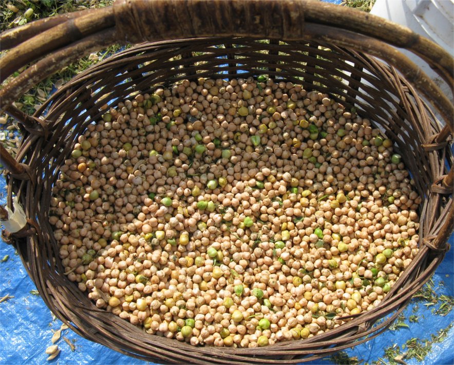 [2009HaliburtonChickpeasBasket.jpg]