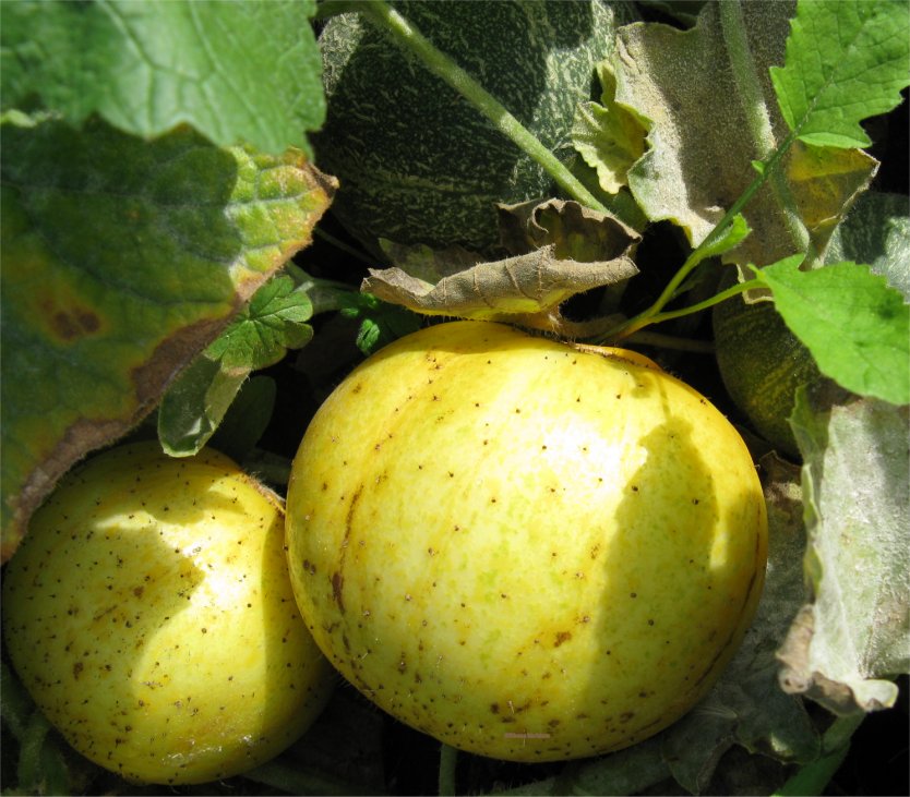 [2009HaliburtonLemonCucumbers.jpg]