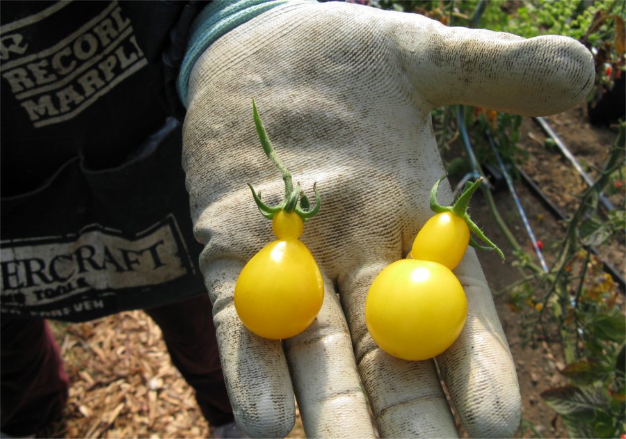 [2009HaliburtonYellowTomatoFamily.jpg]
