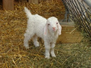 Baby Angora Goats