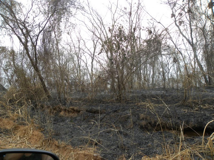 fogo nas canas e matas ciliares 2010