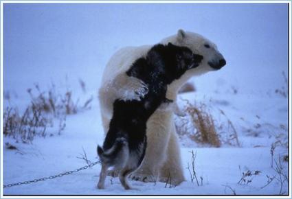 [polar_bear_playing_with_sled_dog6.jpg]