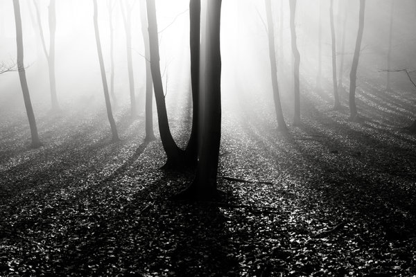 [Symmetry_by_Floriandra.jpg]