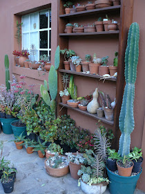 Jardines de cactus y suculentas: Jardin en macetas