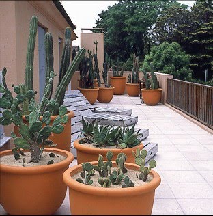 Jardines de cactus y suculentas: septiembre 2010