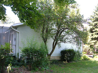Pagoda+dogwood+tree+diseases