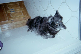 Our dog Shelby-2009