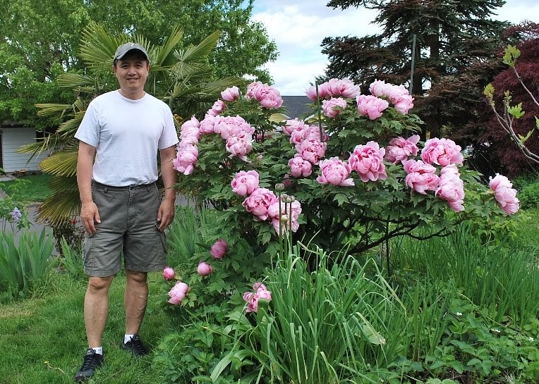 Growing Greener in the Pacific Northwest tree peony