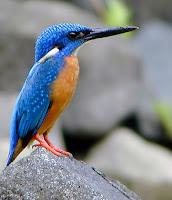 Burung Kingfisher Inspirasi Lokomotif - Hewan-Hewan Sebagai Inspirasi Penemuan Alat-Alat Canggih - Simbya