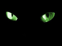 Mata Kucing
Inspirasi reflektor cahaya - Hewan-Hewan Sebagai Inspirasi Penemuan Alat-Alat Canggih - Simbya