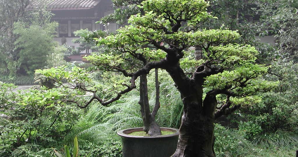 Bonsai Tree 20+ Beautiful Miyagi Bonsai Inspirations
