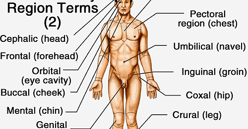 erect penis positions Natural latex fort bragg