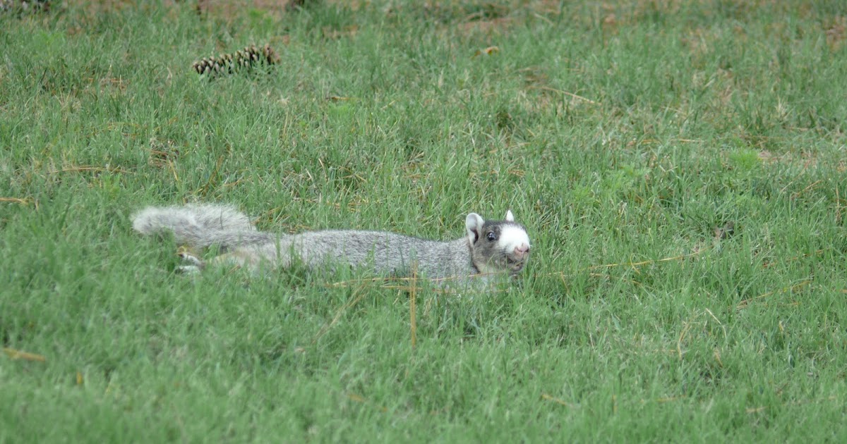 Lizzy's Photos: Myrtle Beach, South Carolina Squirrel