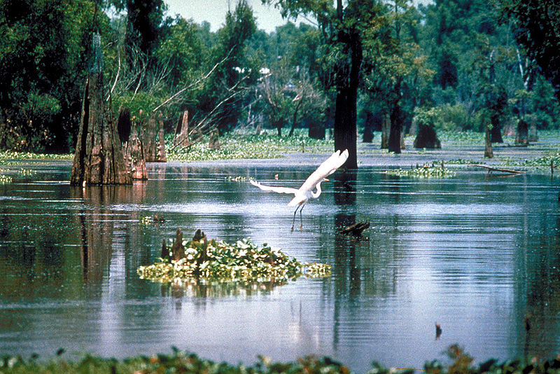 The Atchafalaya Basin or Atchafalaya Swamp Cre8tivFacts