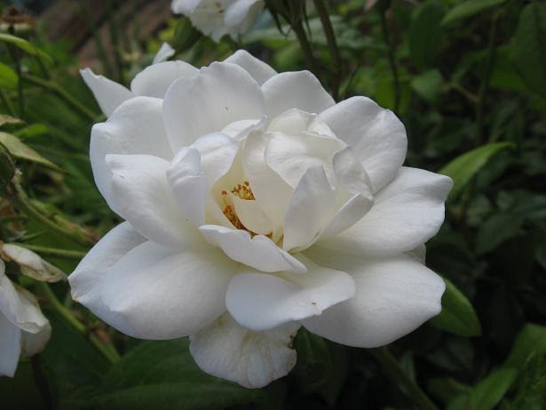 [white+rose+1.JPG]