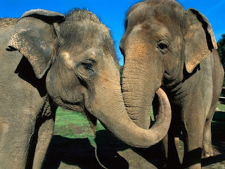 Ljubav u slikama Asian_Elephants_1024+x+768