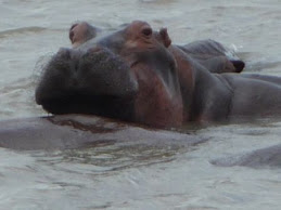 Hippo checking us out