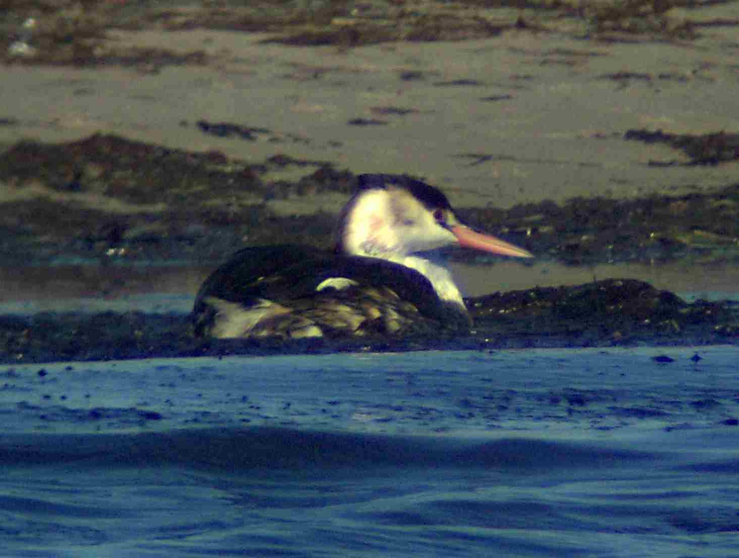 [grebe.jpg]