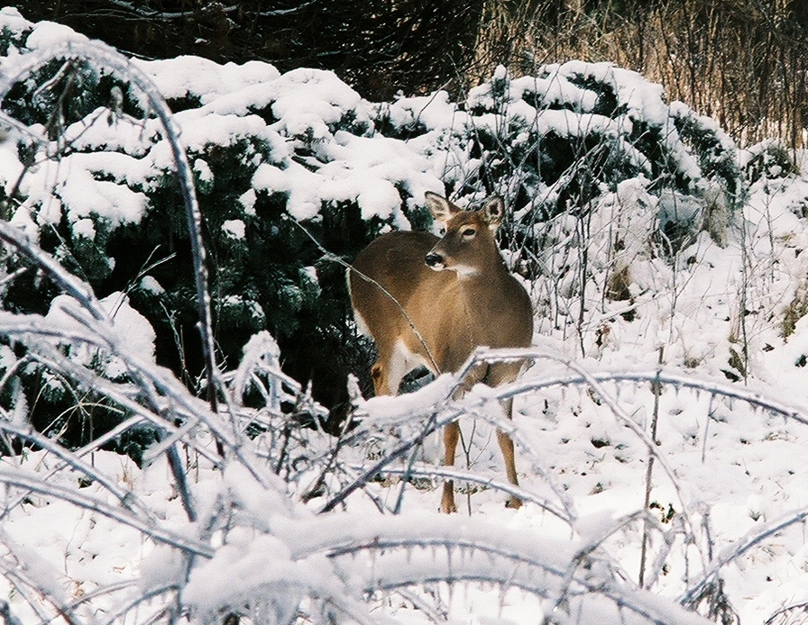 [deer4.jpg]