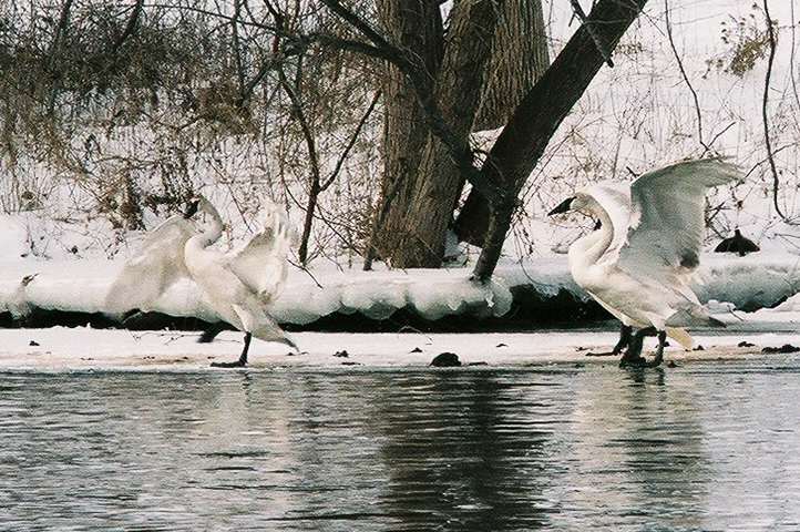 [swans6.jpg]