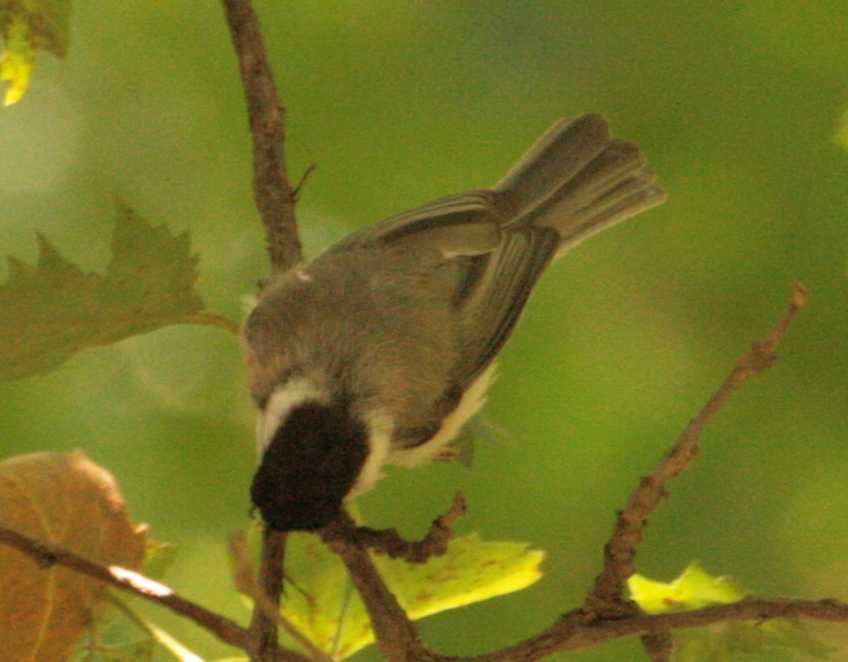 [chickadee1.jpg]