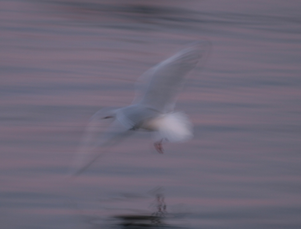 [mÃ¶we1.JPG]