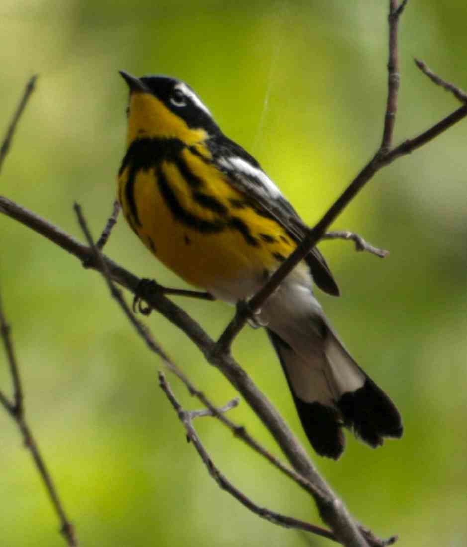 [warbler5.JPG]