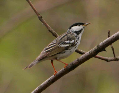 Bell Tower Birding: May P.O.R.N. Bell Tower Birding: May P.O.R.N.