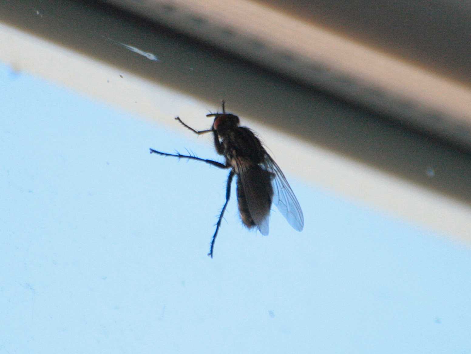[fly.jpg]